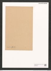 Sceptroneis dubia Grun. (de-Toni-Nr.: Genus 63, Species 2572) Zeichnungen Sammlung Grunow (NHMW-BOT-W0373436)